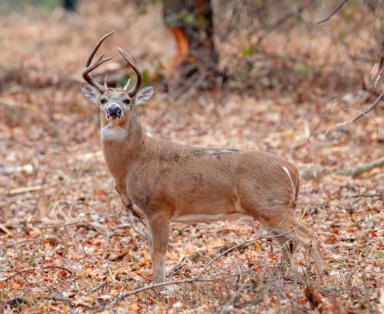 A white-tailed buck stands in a newly restored timber stand improvement area in Training Area 42 at Fort Sill, Oklahoma, in November 2025. The Fort Sill Natural Resources Branch is using forestry mulching to thin dense understory, improve wildlife habitat, reduce wildfire risk and open training land for soldiers.